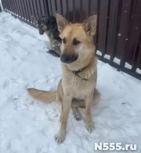 Щенки 6 месяцев помесь ВЕО фото 1