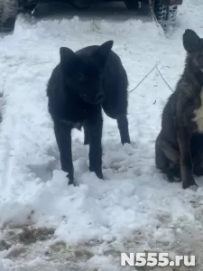 Щенки 6 месяцев помесь ВЕО фото 3